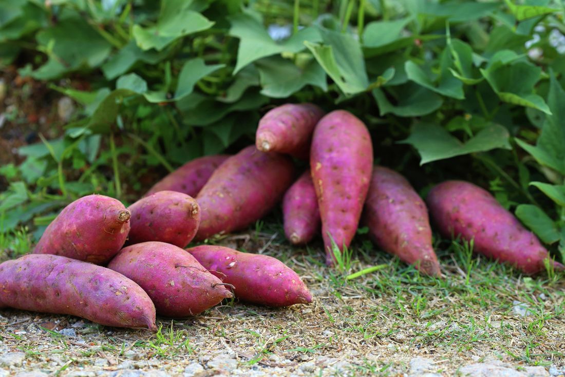 Sweet Potato Image