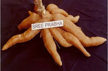 sree prabha